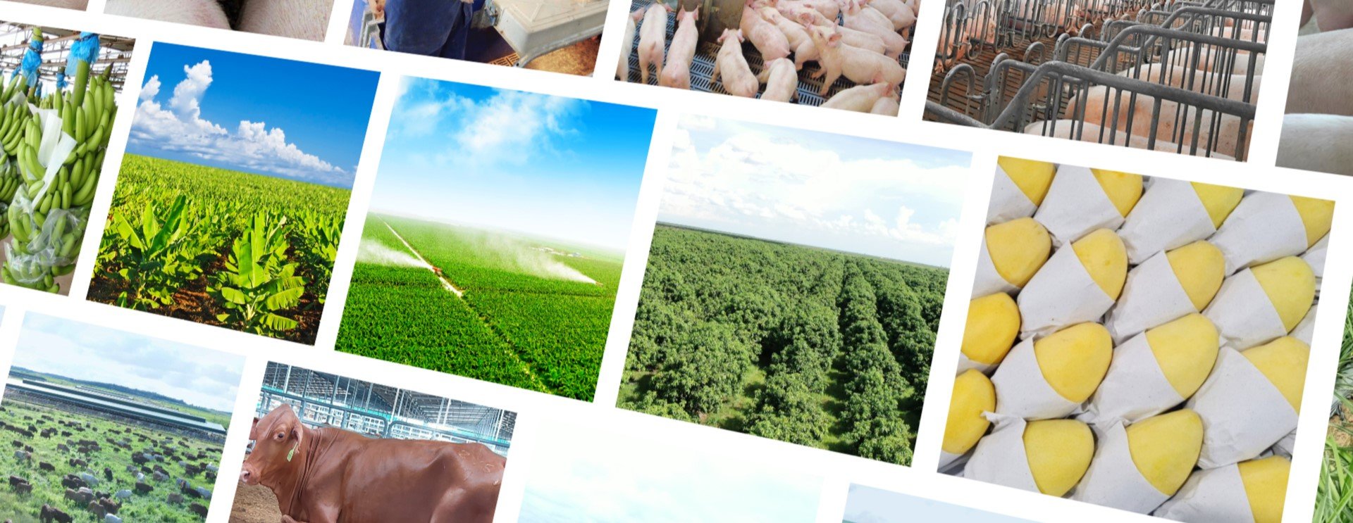 Banner thư viện Thagrico