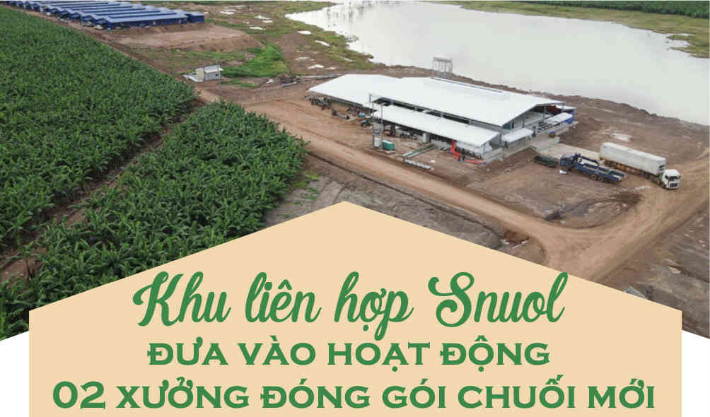 KLH Snuol đưa vào hoạt động 2 xưởng đóng gói chuối mới