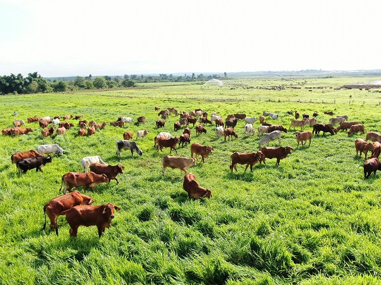 THACO AGRI đầu tư phát triển ngành chăn nuôi bò - Nâng tầm nông nghiệp Việt Nam