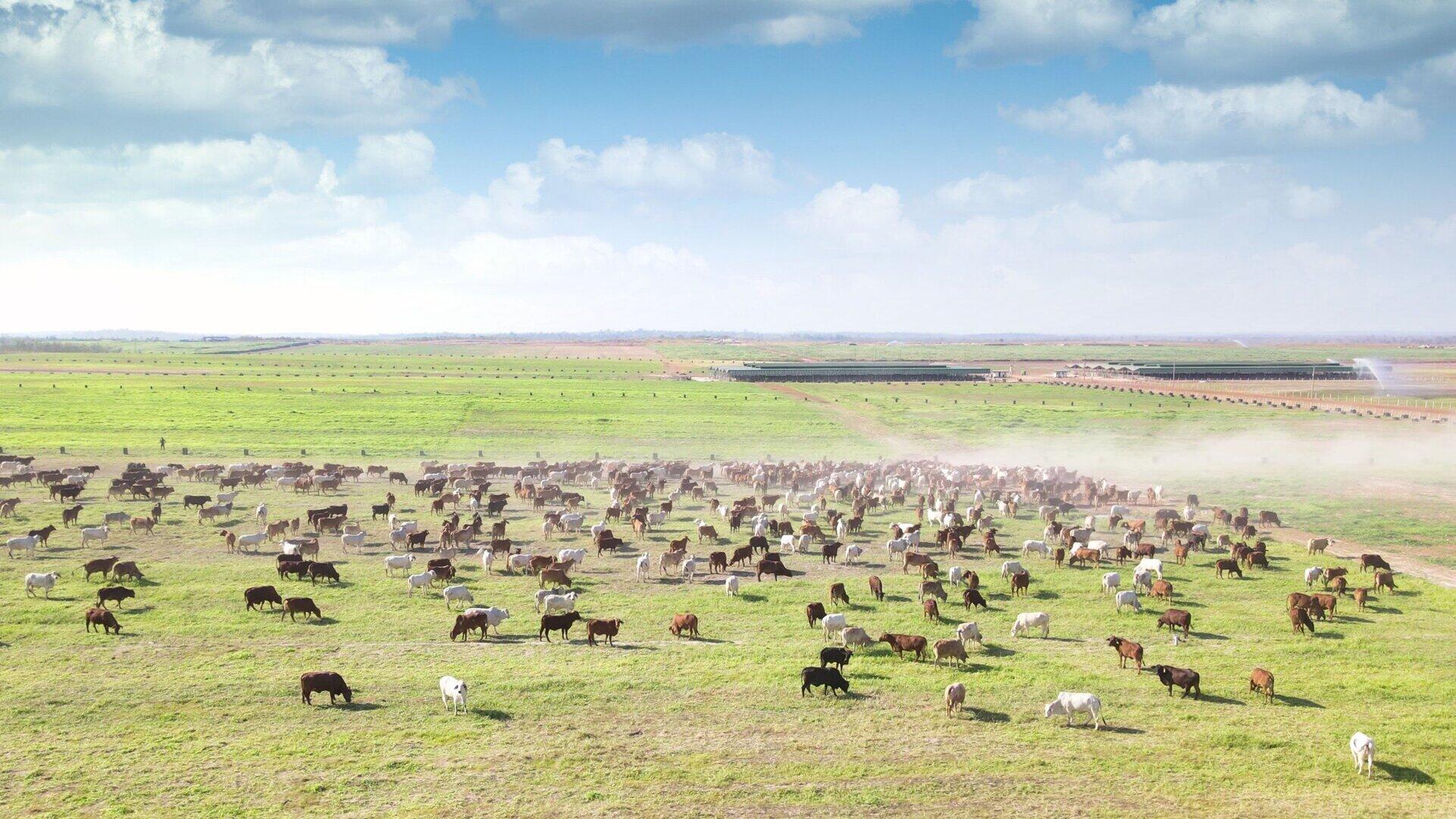 Mô hình chăn nuôi bò tuần hoàn tại THACO AGRI