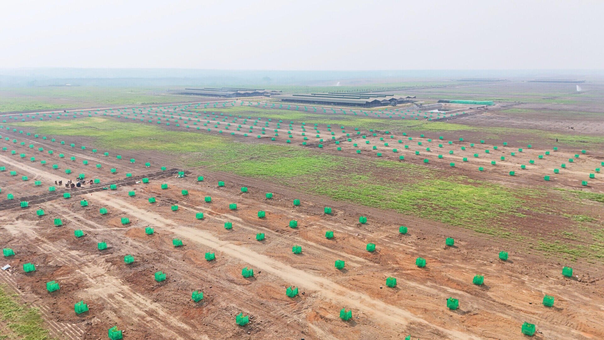 KLH Snuol triển khai trồng sầu riêng kết hợp chăn nuôi bò
