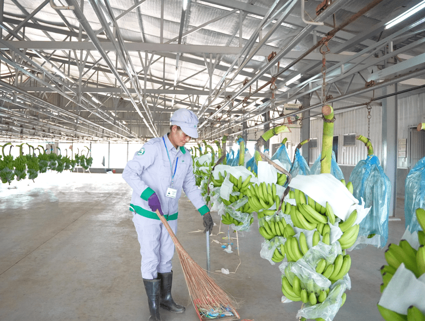 Agricultural workers work more professionally with 5S
