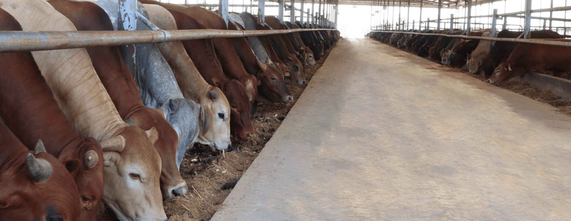 THACO AGRI cung cấp bò nuôi vỗ béo chất lượng nhất thị trường